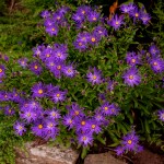 Aster amellus 'Veilchenkonigin' (Violet Queen)